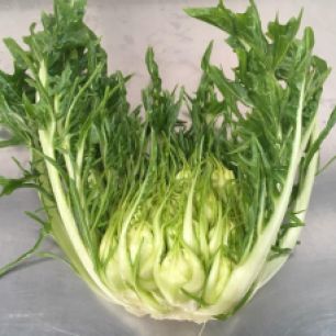 Puntarelle with leaves cut to show 'tubes'